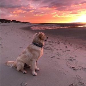 Meet your Posher, Amira